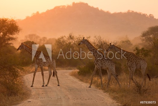 Picture of Giraffes At Sunrise